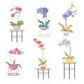 Set Cartoon Orchids in Flowerpots on Tables. Different Types of Tropical or Domestic Blossoms, Beautiful Blooming Flora Royalty Free Stock Photo