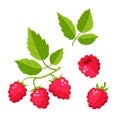 Set of cartoon raspberry with green leaves isolated on white Royalty Free Stock Photo