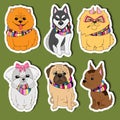 Set Cartoon Stickers Dogs for kids. ÃÂ¡ute Vector Dogs: Husky, Pomeranian, Pug, Chihuahua, Maltese