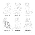 Set Cat breed. Favorite pet. Sketch. Vector.