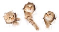 Set of cat in paper side torn hole isolated Royalty Free Stock Photo