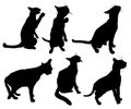 Set of Cat silhouettes Royalty Free Stock Photo