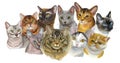 Set of cats breeds1