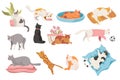 Set of Cats in Different Poses. Cute Pet Sleep, Sit at Flower Pot, Funny Kittens Play with Ball, Jump and Relax on Bed