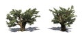 Set of Cedar Of Lebanon trees with shadow on the floor Royalty Free Stock Photo