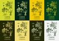 A set of celandine in various color compositions. Pharmaceutical, botanical plant Chelidonium majus hand drawn. Illustration of