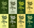 A set of celandine in various color compositions. Pharmaceutical, botanical plant Chelidonium majus hand drawn. Illustration of