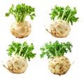 Set of celery root with green leaves isolated on a white background Royalty Free Stock Photo