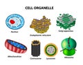 Set the cell organelles. Nucleus, endoplasmic reticulum, Golgi a Royalty Free Stock Photo