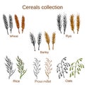Set of cereals. Barley, rye, oats, rice, proso millet and wheat.