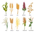 Set of cereals, grain plants. Wheat, rye, oats, rice, buckwheat, corn, quinoa, sorghum, barley, millet. Harvest, agriculture.