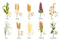 Set of cereals, grain plants. Wheat, rye, oats, rice, buckwheat, corn, quinoa, sorghum, barley, millet. Harvest, agriculture.