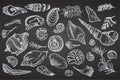 Set of chalk sketch seashells and plants on black board Hand drawn ocean shell or conch mollusk scallop Sea underwater