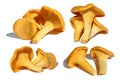 Set of chanterelle mushrooms, isolated on white background Royalty Free Stock Photo