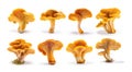 Set of chanterelle mushrooms isolated on white background Royalty Free Stock Photo