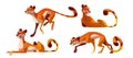 Set of cheetah character in different poses Royalty Free Stock Photo