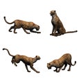 Set of cheetah in different movements on white background