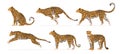 Set of cheetah or leopard in different angles and emotions in cartoon style. Vector illustration of predators African