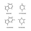 Set of chemical structures of Adeine, Cytosine, Guanine and Thymine, four main nucleobases, simple icons