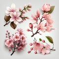 Set of cherry blossom branches with flowers and leaves. Vector illustration. Royalty Free Stock Photo