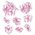 Set of cherry blossoms. Collection of pink sakura flowers. Illustration of Japanese spring plants. Drawing for children.