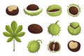 Set Of Chestnut Ripe Fruits, Green Leaf, Whole, Broken Nuts Isolated Icons On White Background. Organic Seasonal Seeds Royalty Free Stock Photo