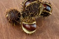 Set of chestnuts mature edible closeup on wooden background