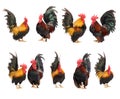 Set of chicken bantam isolated Royalty Free Stock Photo
