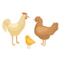 Set chicken family isolated on white background. Funny cartoon character farm chick, hen and rooster color Royalty Free Stock Photo