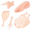 Set of chicken meat. Vector collection of meat products from poultry. Carcase of the cock. The whole leg. Fillet of
