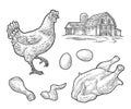 Set chicken. Whole hat, leg, wing, egg and farm. Vintage engraving