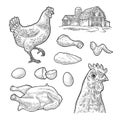 Set chicken. Whole hat, leg, wing, egg and farm. Vintage engraving