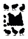 Set of Chickens grazing. Scenery silhouette. Agricultural farm bird. Mother hen incubates eggs. Object isolated on white