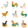Flat vector set with chickens, little chicks and roosters. Farm birds. Domestic fowl. Elements for advertising poster or