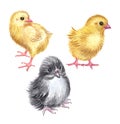 Set of chickens, watercolor drawing on a white background. Royalty Free Stock Photo
