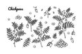 Set of chickpeas design elements. Hand drawn botany collection. Vector illustration in sketch stile