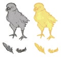 Set of chicks and feathers 2 options: monochrome and color. yellow chicken. vector isolated. hand draws. logo Royalty Free Stock Photo
