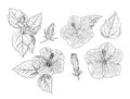 Set of Chinese Hibiscus hand draw sketch vector. Royalty Free Stock Photo