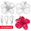 Set of Chinese Hibiscus or Hibiscus rosa-sinensis on white background. Flower symbol of Hawaii Royalty Free Stock Photo