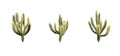 Set of Cholla cactus