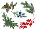 Set of Christmas branches with red berries, juniper, holly, spruce branches, Royalty Free Stock Photo