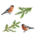 A set of Christmas images green branches of spruce and red bird