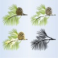 Set of Christmas and New Year decoration golden pine cone and snow pine cone silhouette fir tree branches Royalty Free Stock Photo