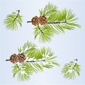 Set of Christmas and New Year decoration golden pine cones and snow pine cones fir tree branches vintage vector illustration edita Royalty Free Stock Photo