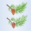 Set of Christmas and New Year decoration with pine cones golden and snow pine cones vector Royalty Free Stock Photo