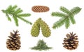 Set of christmas pine cones, branches and fir tree needles isolated on white background Royalty Free Stock Photo