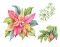 Set of Christmas plants. Poinsettia, fir branch, viscum. Winter i