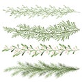 Set of christmas plants. Sprigs of mistletoe, coniferous branches. Long scenery. New year illustration Royalty Free Stock Photo