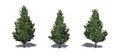 Set of Christmas Scotch Pine trees with shadow on the floor