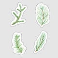 Set of Christmas watercolor stickers of fir and pine branches, isolated vector design elements Royalty Free Stock Photo